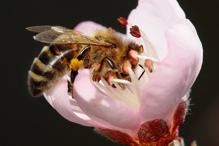 What if bees charged for pollinating?