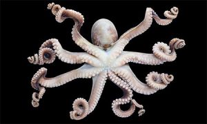 image of squid