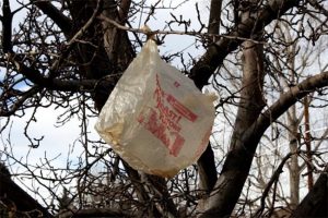 plastic bag in tree